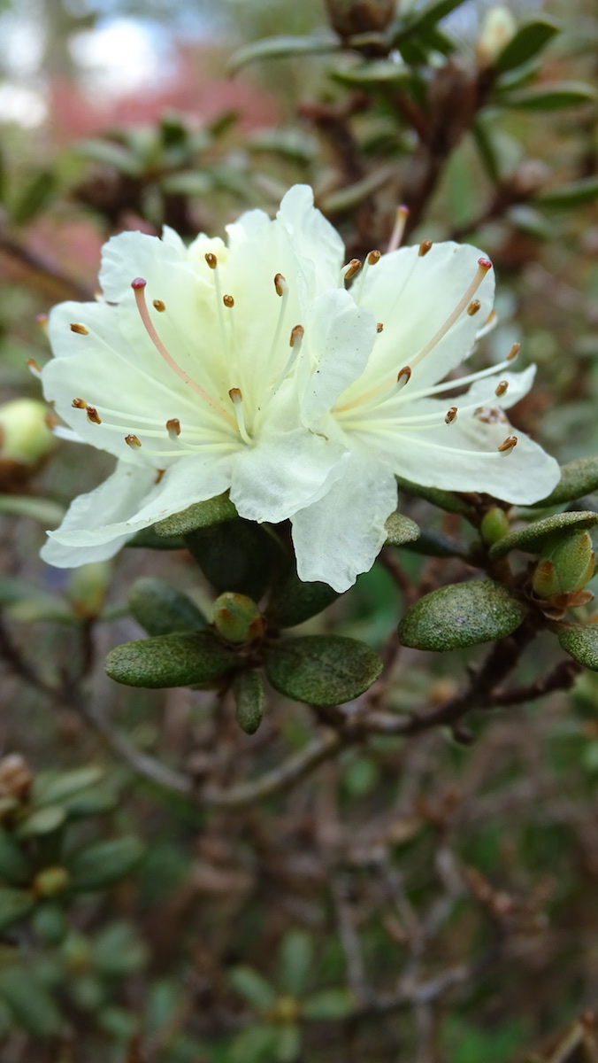 R. rupicola var. muliense